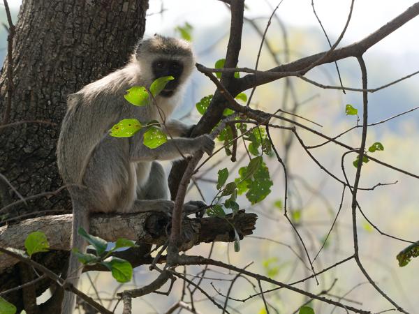 <h3>Chlorocebus pygerythrus / Vervet monkey / Blauwaap</h3>OM-1 Mark II with OLYMPUS M.150-400mm F4.5 TC, 1/2000 sec at F5.6, ISO 3200, distance 8.81 m
